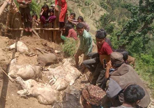 पहिरोमा पुरिएर ७० बाख्रा मरे