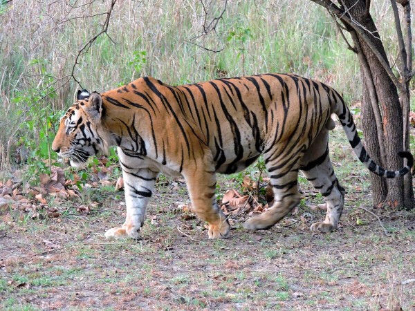 तुलसीपुरको बेलुवामा च्याउ खोज्न गएका महिलामाथि बाघको आक्रमण, तीन जना महिला घाइते